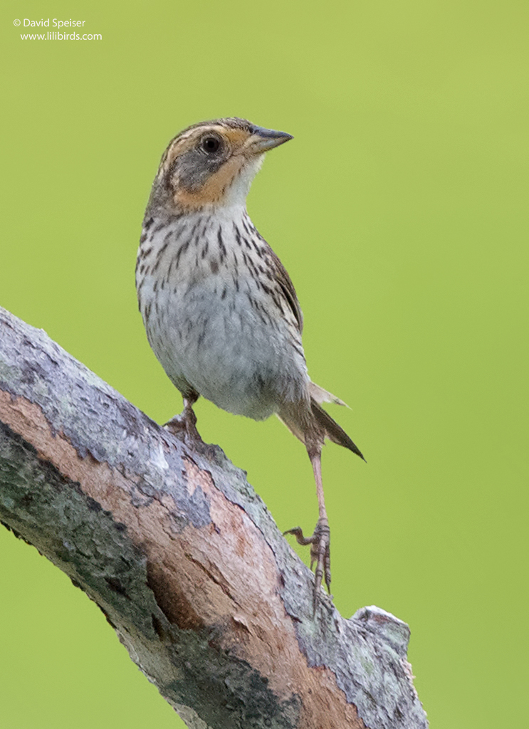 saltmarsh sparrow 1aa 1024ws