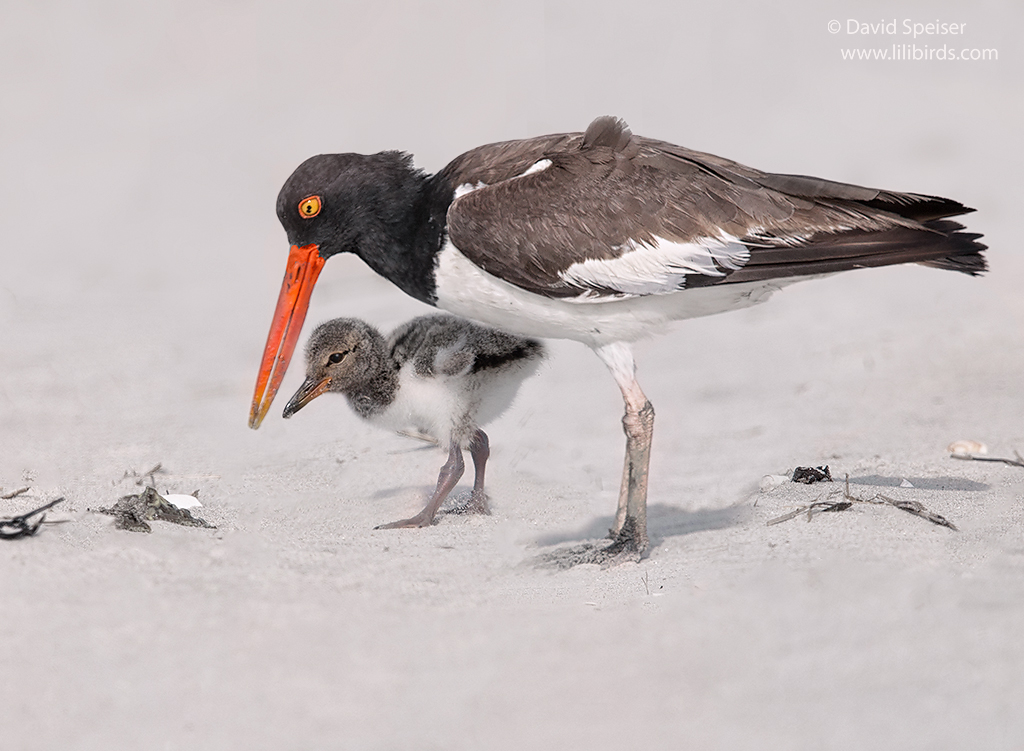 american oystercatcher 1b 1024ws