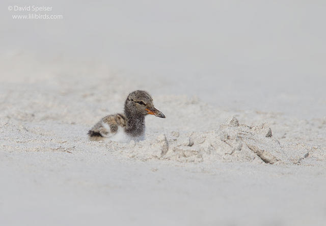 american oystercatcher chick 1 1024ws