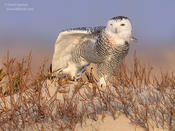 snowy owl 1 ws