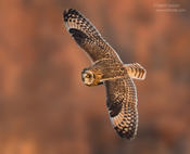 short eared owl 1a 1024 ws