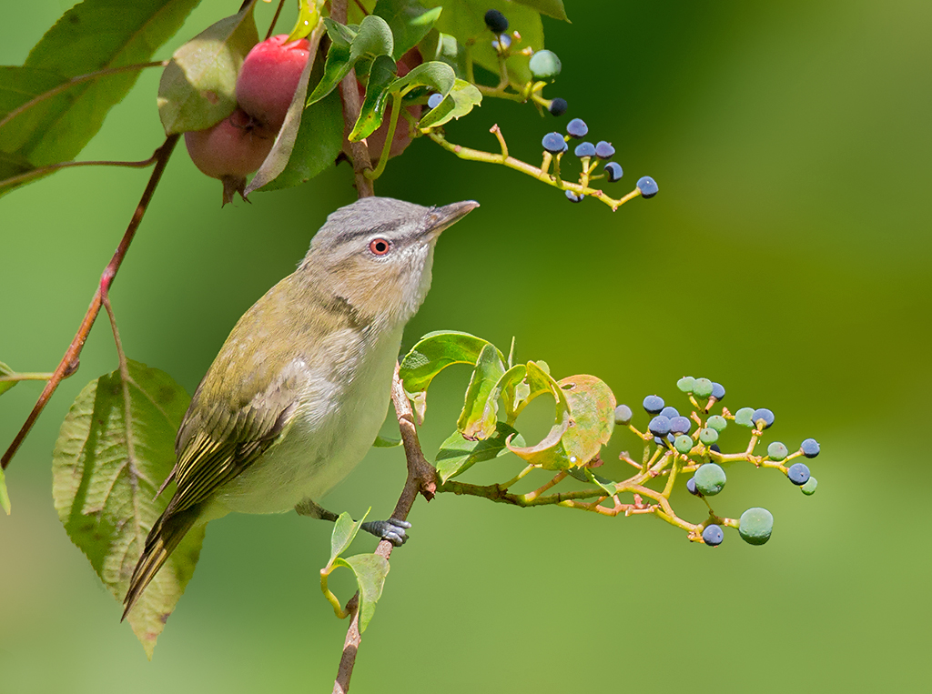 Red-eyed Vireo