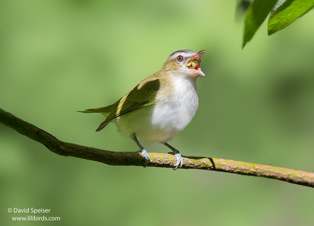 Red-eyed Vireo