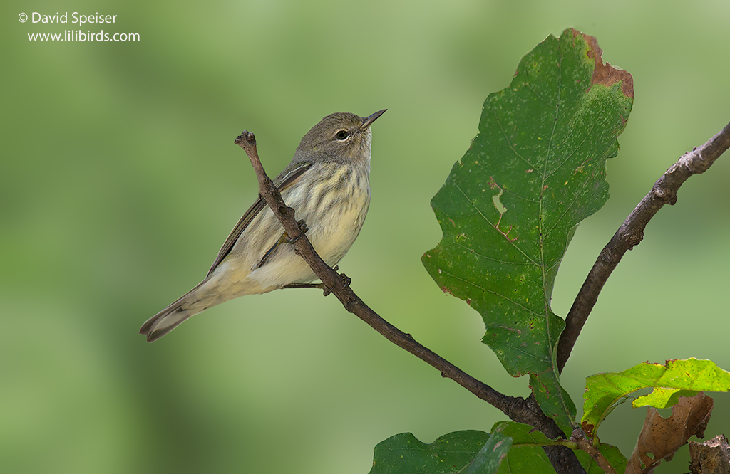 cape may warbler fall 1 1024 ws