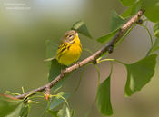 prairie warbler 1 1024 ws