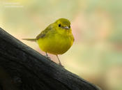 Hooded Warbler