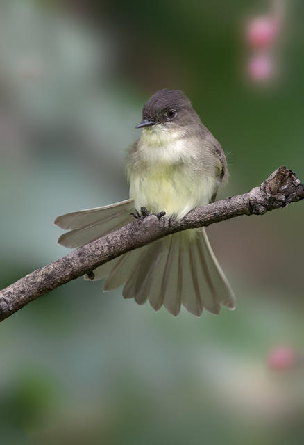 eastern phoebe 1a 1024 2013 ws