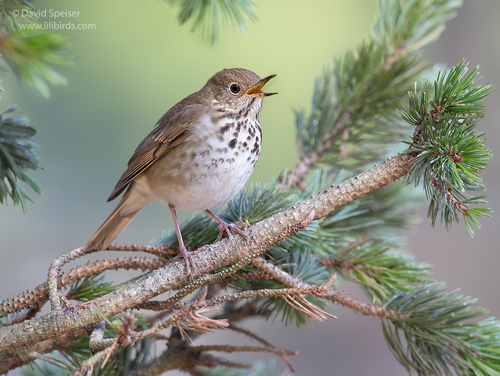 hermit thrush 1 1024 ws