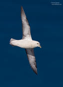 northern fulmar 1b 1024 ws