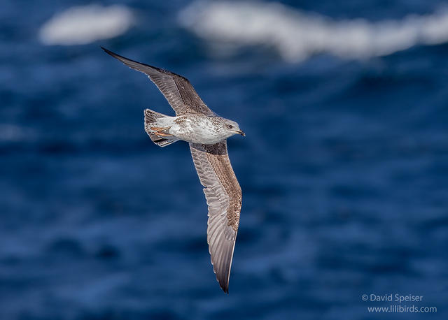 lesser black backed gull 1 1024 ws