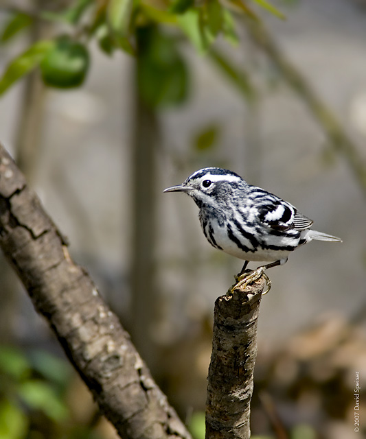 Black and White Warbler