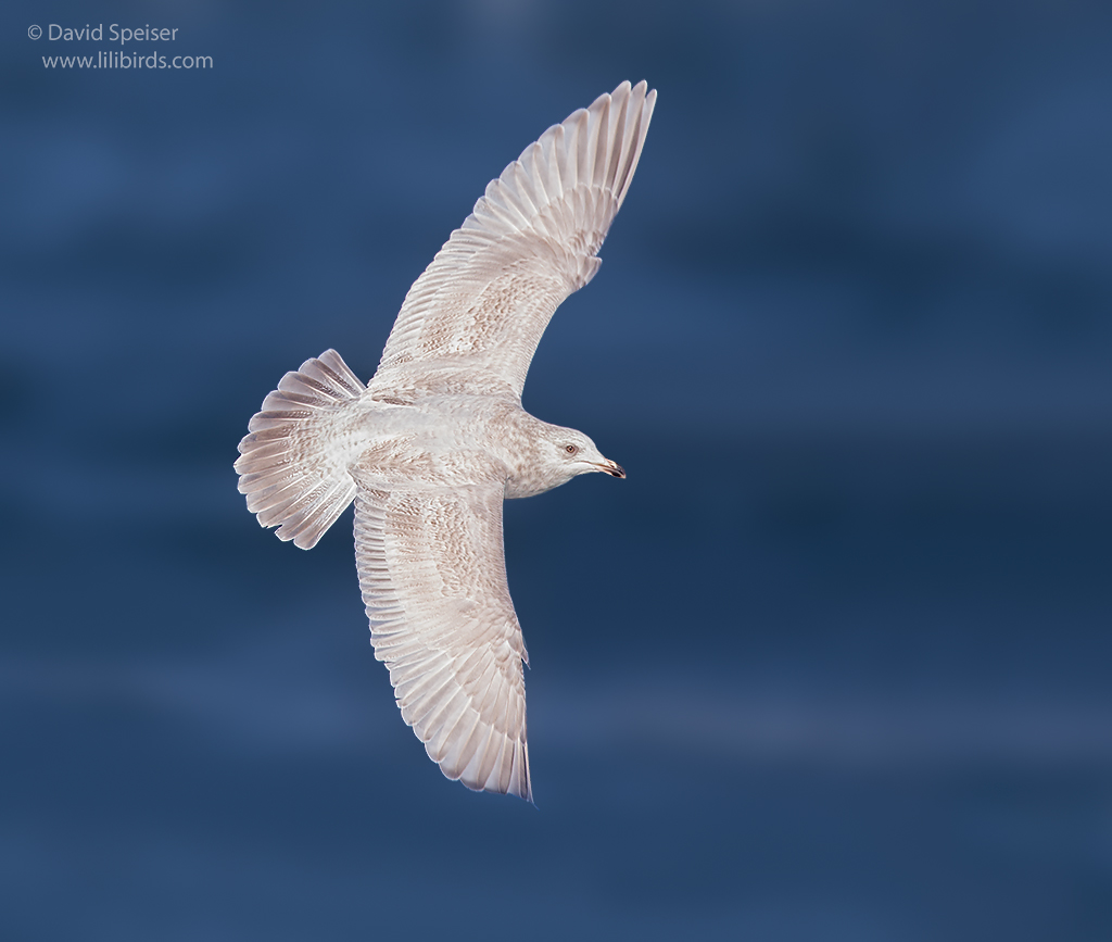 iceland gull1 1024 ws