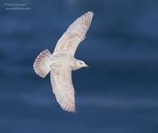 iceland gull1 1024 ws