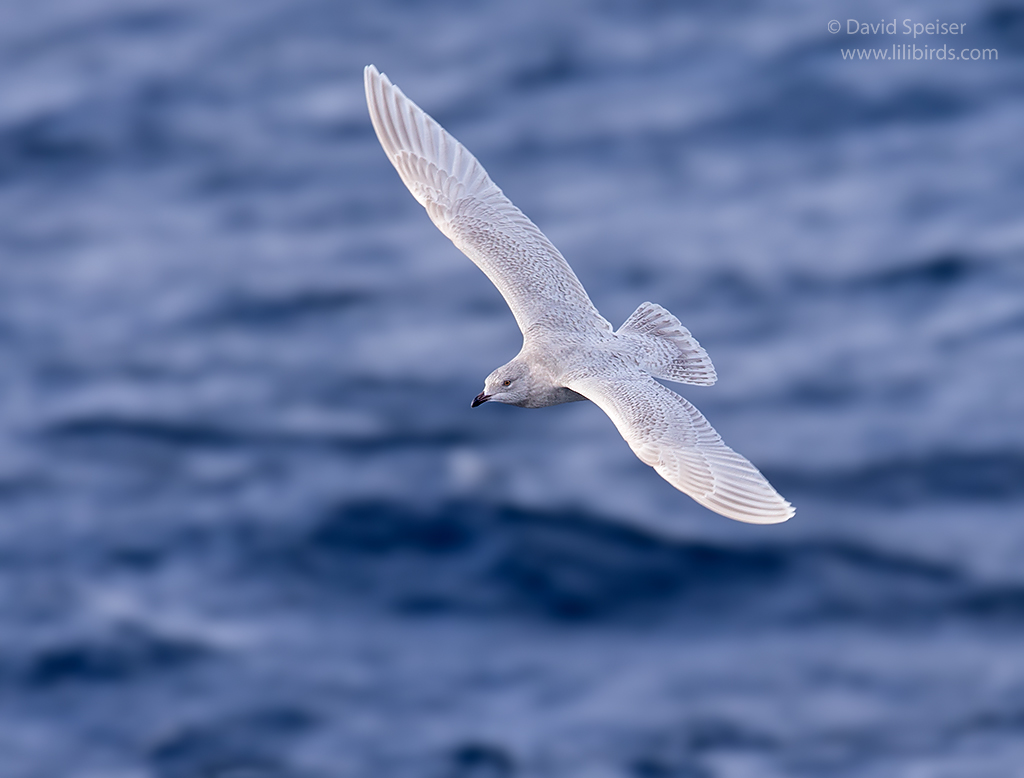 iceland gull 2 1024 freepor wst