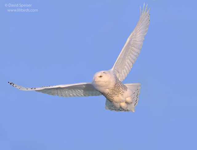 snowy owl 3a ws