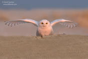 snowy owl 1a 1024 12-11-13 ws