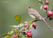 acadian flycatcher 1 1024 ws