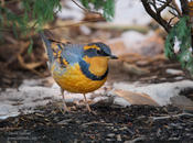 varied thrush 1c 1024 ws