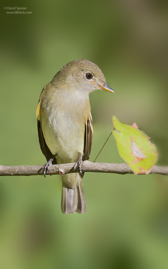 alder flycatcher 1 ws