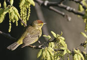 Palm Warbler