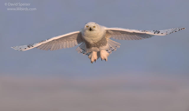 snowy owl 4f ws