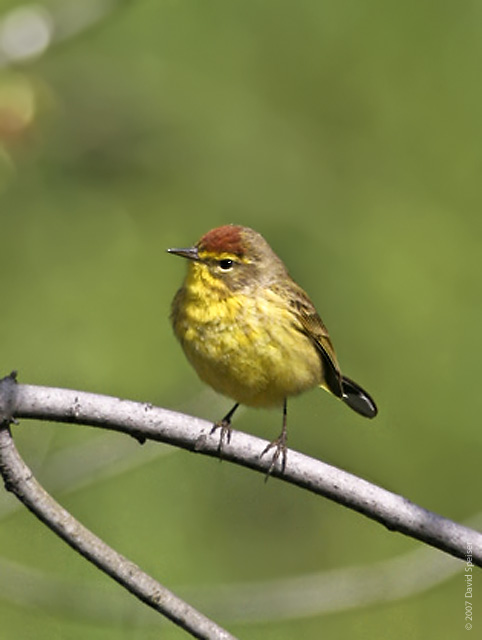 Palm Warbler