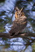 long eared owl 1b 1024 ws
