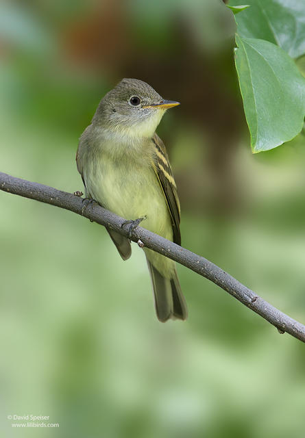 yellow bellied flycatcher 1 ws