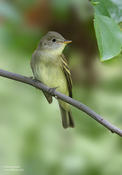 yellow bellied flycatcher 1 ws