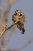 Northern Hawk Owl 