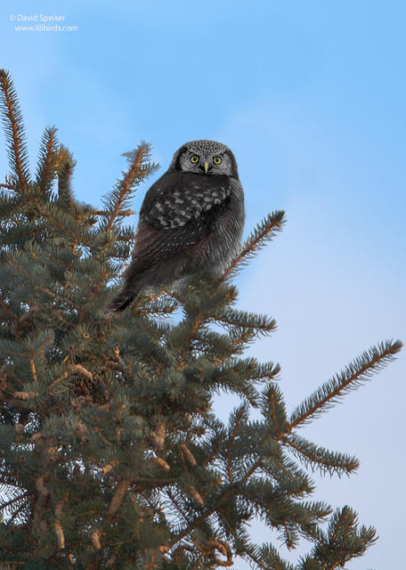 northern hawk owl 1 ws