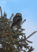 northern hawk owl 1 ws