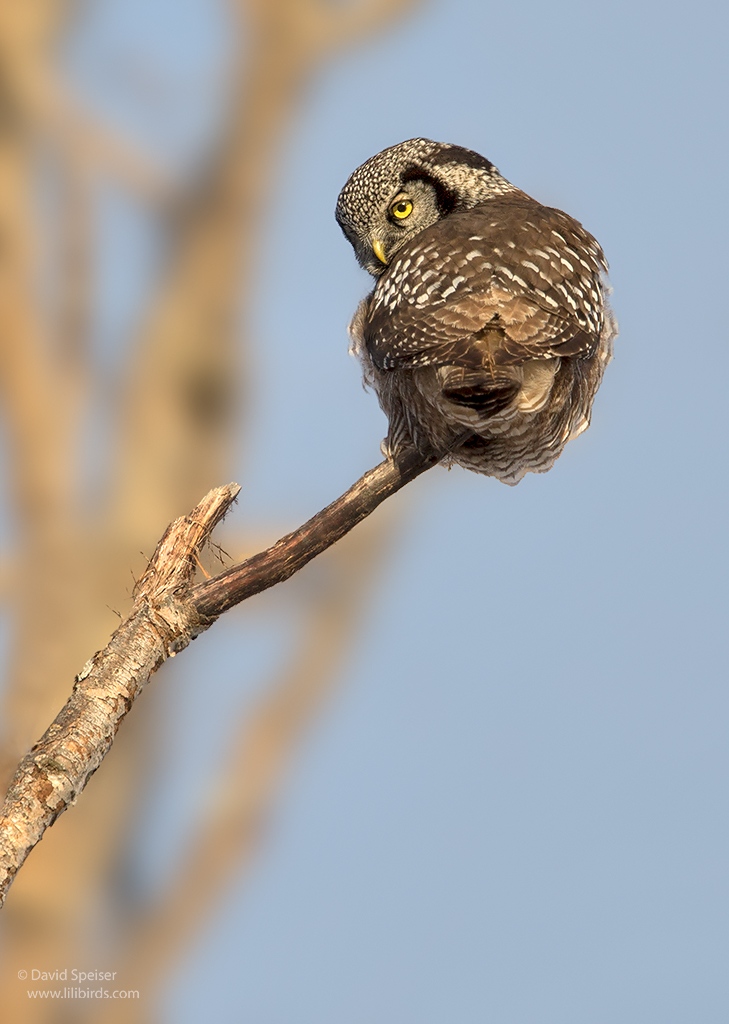 northern hawk owl 6 1024 ws