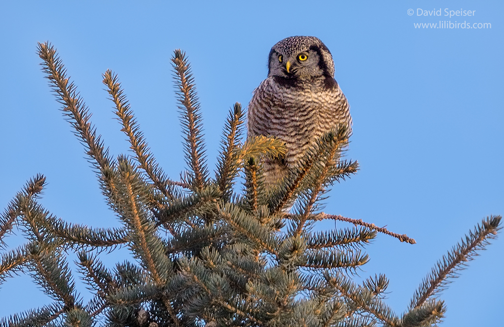 northern hawk owl 3 1024 ws