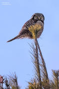 northern hawk owl 4 1024 ws