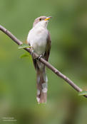 yellow billed cuckoo 1 ws