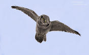 northern hawk owl 2e 1024ws