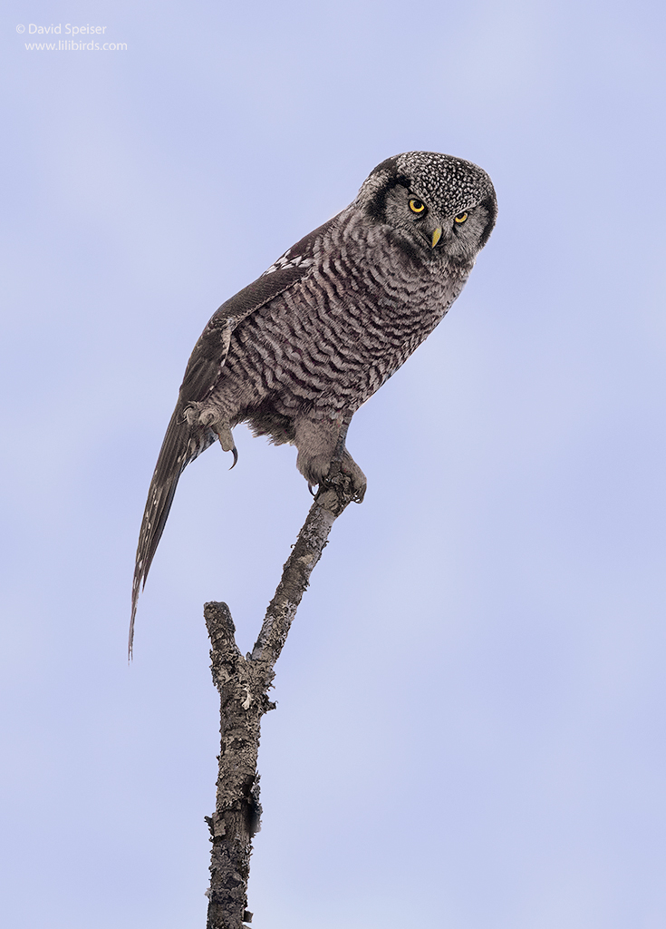 northern hawk owl 1b 1024 janws