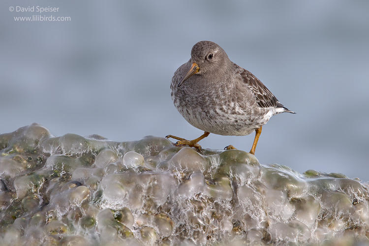 purple sandpiper 1a ws