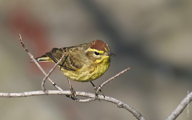 Palm Warbler