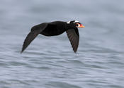 surf scoter 1 1024 ws