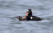 surf scoter 2 1024 ws