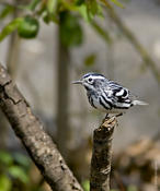 Black and White Warbler