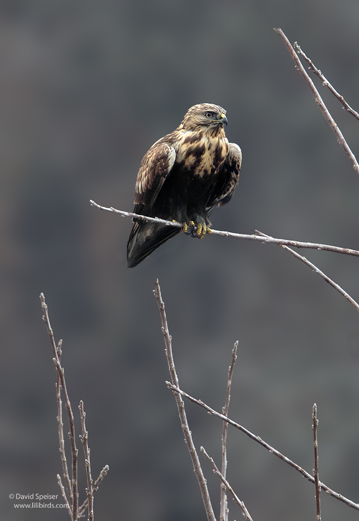 rough legged hawk 1 1024 ws