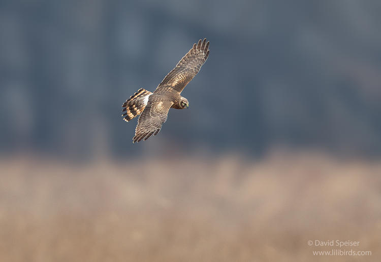 northern harrier 1 oil city 1024 ws