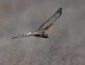 northern harrier 2a oil city 1024