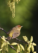 Palm Warbler