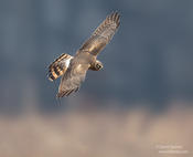 northern harrier 3 oil city ws