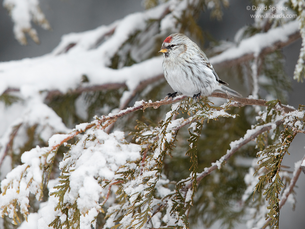 hoary redpoll 1b 1024 ws