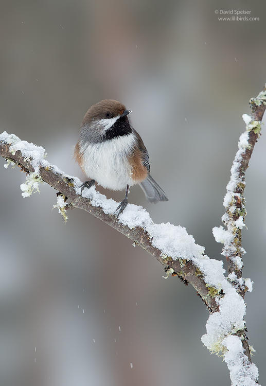 boreal chickadee 1a 1024 ws